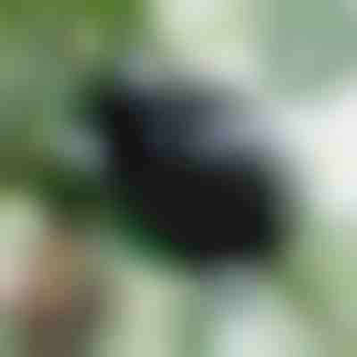 Propagačná krabica pre zdravé korene (5 kusov) | ROOTY